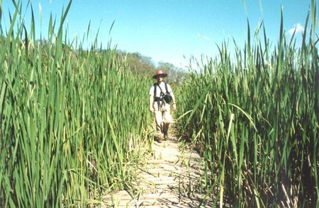 Royal Botanical Gardens - Marsh Boardwalk
