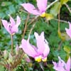 VanDusen - Dodecatheon shooting star