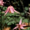 VanDusen - Erythronium renolutum