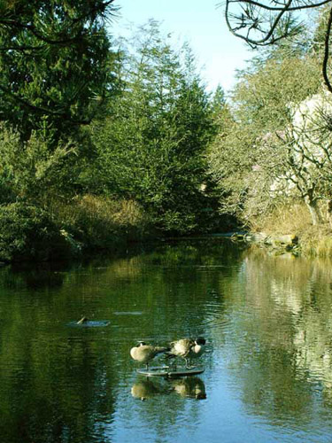 VanDusen - Geese
