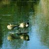 VanDusen - Geese