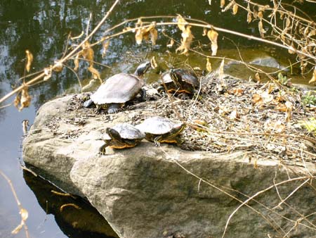 VanDusen - Turtles