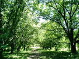 Avenida de los Robles Avenida de los Robles