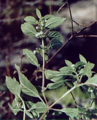 Minthostachys mollis