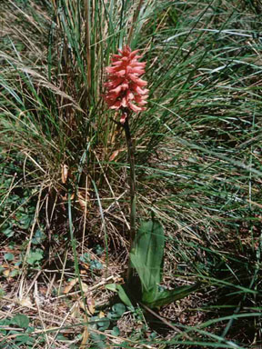 Sacoilsa lanceolata