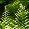 Jardin Metis - Athyrium Felix femina