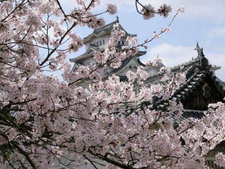 cherry blossom