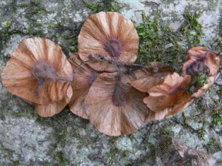 dipteronia seeds