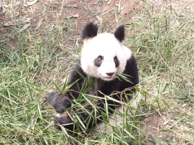 giant panda