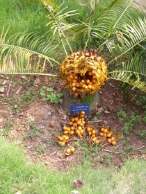 cycad fruit cycad fruit