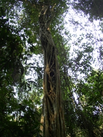 fig tree at the Xishuangbanna Botanical Garden