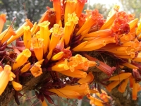 Mayodendron igneum