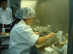 Participating in a plant experiment
