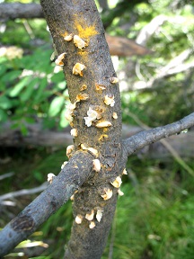 Blister rust on Whitebark_USDAForestryService Blister rust on Whitebark_USDAForestryService