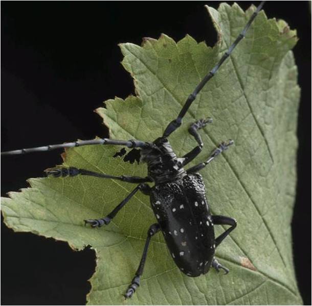 Citrus Longhorn Beetle Citrus Longhorn Beetle
