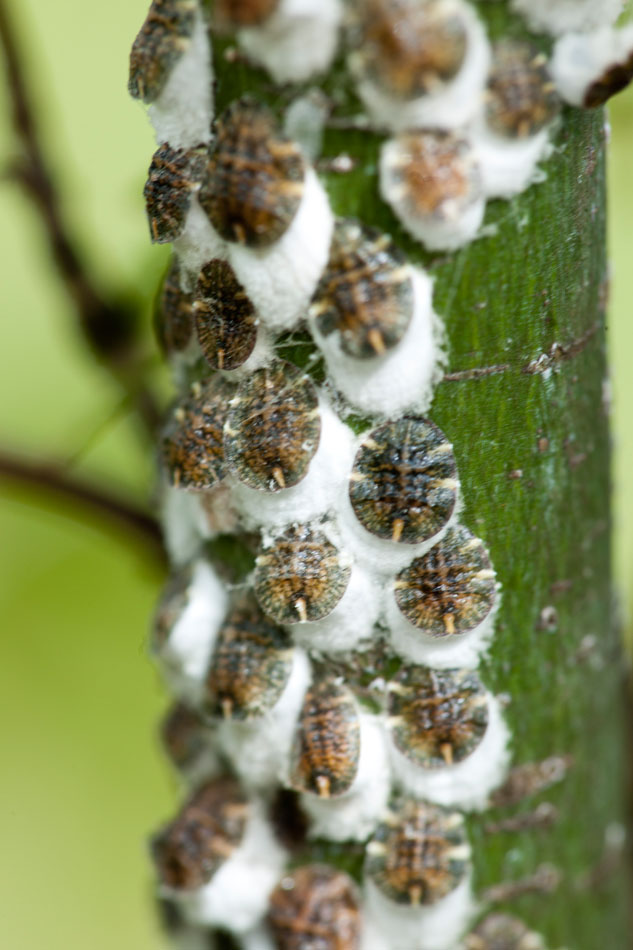 Horse Chestnut Scale_Fera Horse Chestnut Scale_Fera