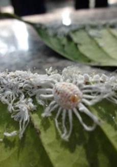 Scale Insect Scale Insect