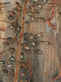 Mountain Pine Beetle_USDAForestryService Mountain Pine Beetle_USDAForestryService