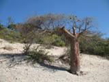 madagascar_baobab madagascar_baobab