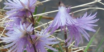 CAMPANULACEAE CAMPANULACEAE