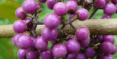 Callicarpa