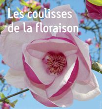 Coulisses de la floraison