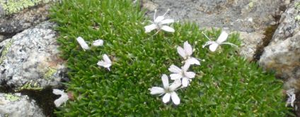Alpines Alpines