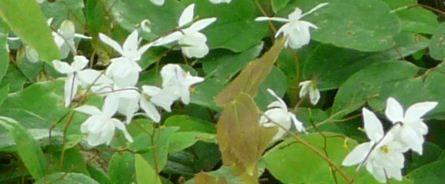 site36 epimedium site36 epimedium