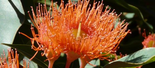 eucalyptus
