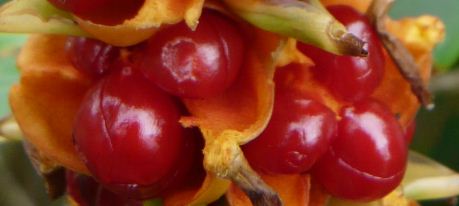 fruit Hedychium