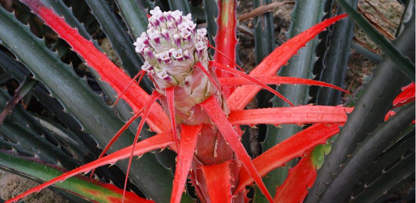 Bromelia antiacantha (c) MD