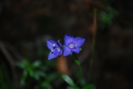 veronica
