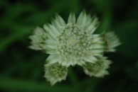astrantia