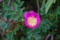 rosa pendulina