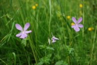 viola