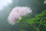thalictrum