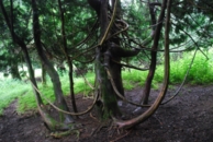 arboretum