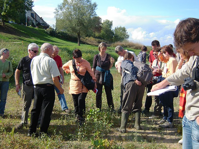 herborisation en bord de loire