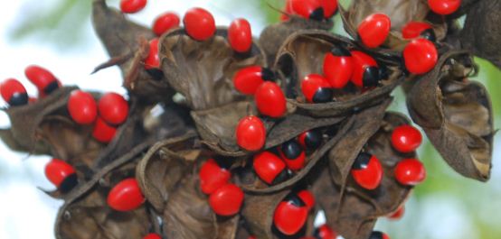 fruits 