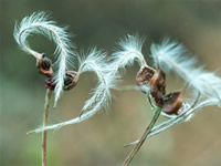 Japanese plants