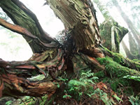 Japan plants