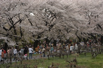 Cherry blossom, University of Tokyo (Koishikawa) Botanical Garden