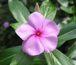 Catharanthua roseus