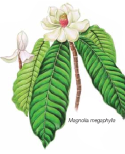 Magnolia megaphylla
