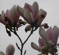 magnolia rouged alabaster