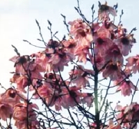 Magnolia sargentiana