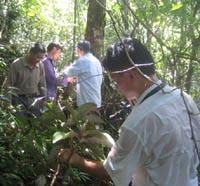 magnolia field survey in china