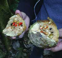 magnolia wolfii seeds