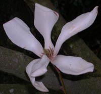magnolia x proctoriana