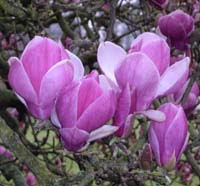 magnolia x soulangeana rustica rubra